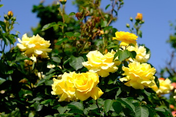 Vienna Austria - Rose garden - People's Garden - blooming rose flower bush