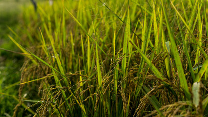 green grass background