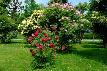 Fototapeta na wymiar Vienna Austria - Rose garden - People's Garden - blooming rose flower bush