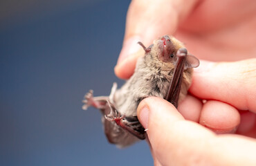 Bat in the hands of a man in a veterinary clinic. A doctor checks the health of a bat.
