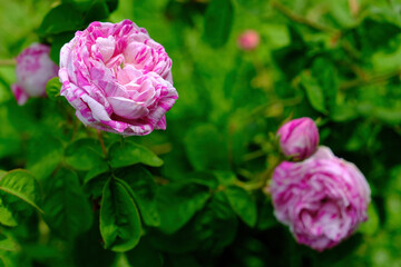 Vienna Austria - Rose garden - People's Garden - blooming rose flower bush
