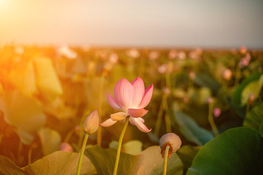 Sunrise in the field of lotuses, Pink lotus Nelumbo nucifera swa