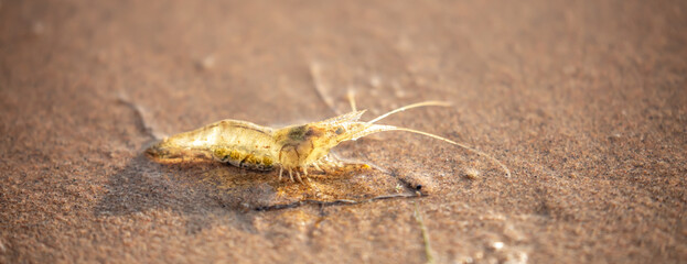 Live shrimp on the shore. The shrimp lies on the sand by the sea.