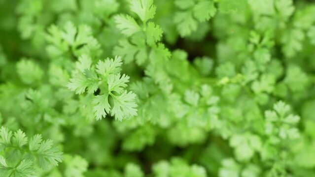 Coriander in the garden next to the house Grown without chemicals Eating is good for health.