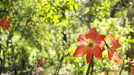 Hippeastrum puniceum in full bloom is very beautiful. Flowers on a Hippeastrum puniceum or Barbados lily growing in a garden