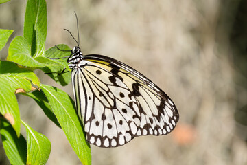 休息中のオオゴマダラ