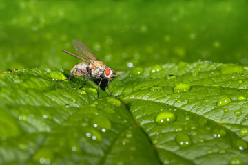Fruit fly on green leaves