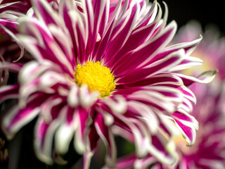 pink chrysanthemum flowers in a vase on the windowsill, soft focus