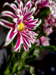 pink chrysanthemum flowers in a vase on the windowsill, macro