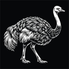 ostrich illustration , ostrich silhouette design , ostrich black and white