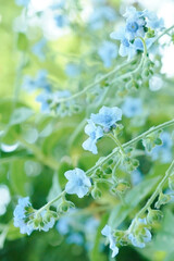 シノグロッサム