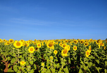 Sunflower field with blue sky background