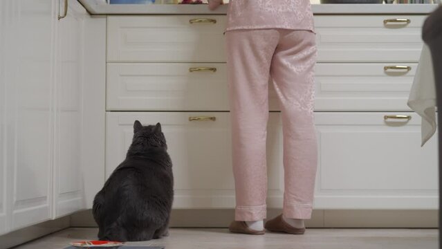 woman preparing dinner in the kitchen adult fat cat begging for food