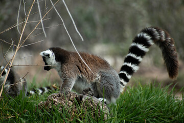 Ring tailed lemur (Lemur catta) sitting and resting