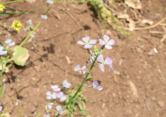 Fresh  flowers and fresh greenery in the El Al National Nature Reserve located in the northern Galilee in the North of Israel