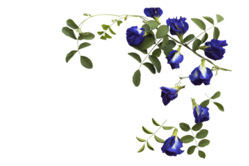 blue flowers butterfly pea local flora arrangement flat lay postcard style 