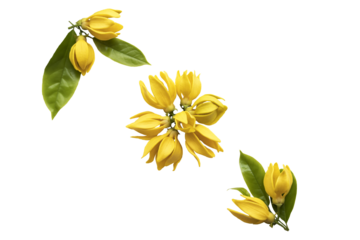 yellow flowers ylang ylang local flora arrangement flat lay postcard style 