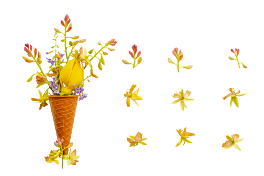 yellow flowers tamarind, ylang ylang in cone herbal local flora of asia arrangement flat lay postcard style 