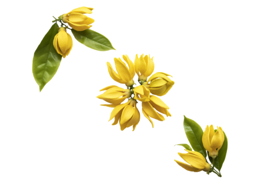 yellow flowers ylang ylang local flora arrangement flat lay postcard style 