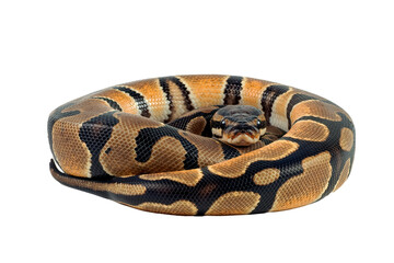 Ball phyton with a beautiful skin pattern