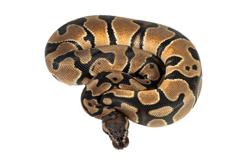 Ball phyton with a beautiful skin pattern