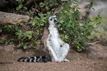 Naklejka na ściany i meble Ring tailed lemur (Lemur catta) sitting and resting