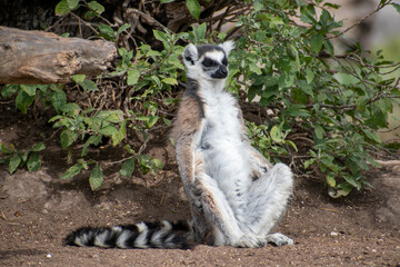 Ring tailed lemur (Lemur catta) sitting and resting