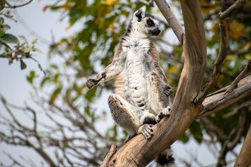 Ring tailed lemur (Lemur catta) sitting and resting