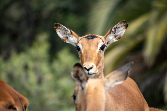 A horizontal close up of a female black faced impala in a Safari