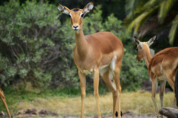 Naklejka na ściany i meble A horizontal close up of a female black faced impala in a Safari