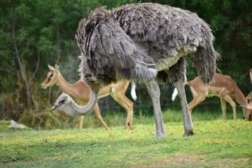 Poster ostrich in the zoo © Karen Yomalli