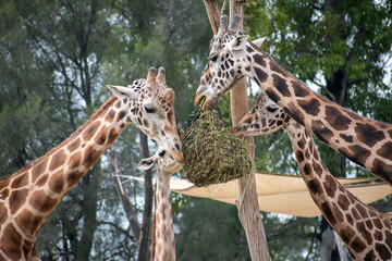 Close up of giraffe eating from bush in a Safari
