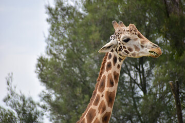 Close up of giraffe eating from bush in a Safari