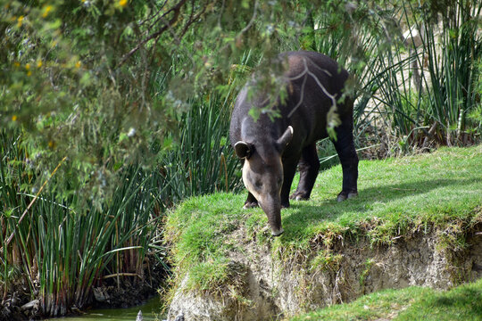 A tapir walking in a safari in Mexico. Close-up portrait of baird's tapir, Tapirus bairdii, in green vegetation. 
