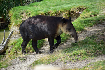Tapir Walking Safari Mexico