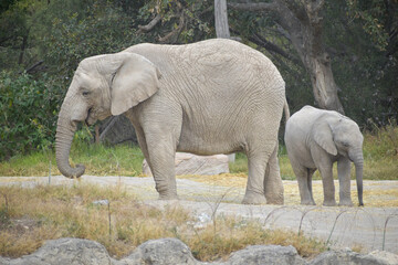 African Elephant herd walking in a Safari in Puebla Mexico	