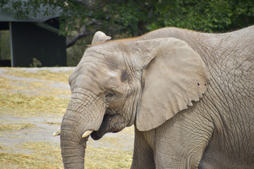 Obraz premium African Elephant herd walking in a Safari in Puebla Mexico, close up