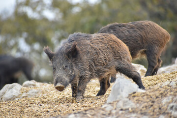 wild boar in the woods	
