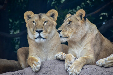 The lioness resting, lying on a rock in a Safari in Puebla