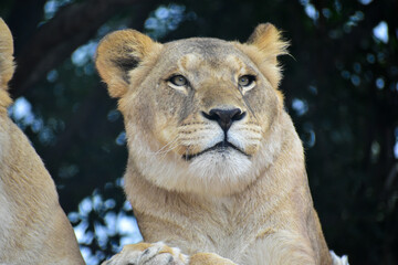 The lioness resting, lying on a rock in a Safari in Puebla