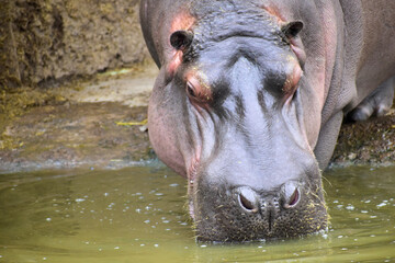 A hippo (Hippopotamus Amphibius) in a lake