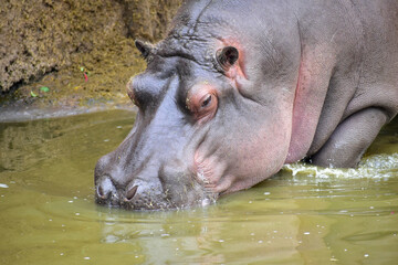 Naklejka premium A hippo (Hippopotamus Amphibius) in a lake