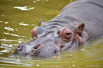A hippo (Hippopotamus Amphibius) swimming 