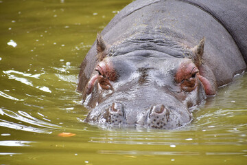 A hippo (Hippopotamus Amphibius) swimming 