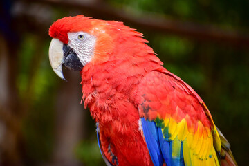 Close up colorful scarlet macaw  (Ara macao) with dark background