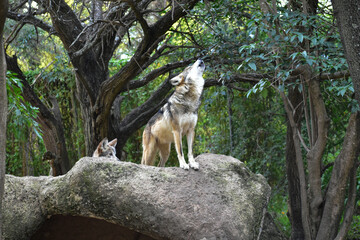 Mexican wolf howling on a rock in the forest