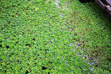 Duckweed Lemna perpusilla Torrey on The water for background or texture