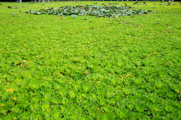 Duckweed Lemna perpusilla Torrey on The water for background or texture
