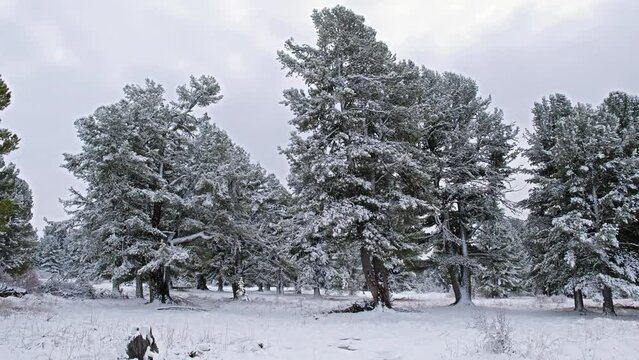 Video of Altai landscape with mountain cedar forest under the snow. Seminsky mountain pass.