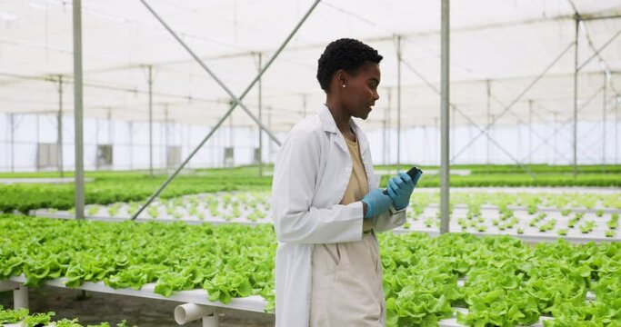 Greenhouse, tablet and black woman with research, agriculture and science with plants inspection, research and science with farming, compliance investigation and quality assurance with eco garden